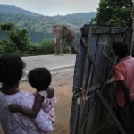 Assam's Human-Elephant Conflict: A Developing Crisis Due to Declining Habitats