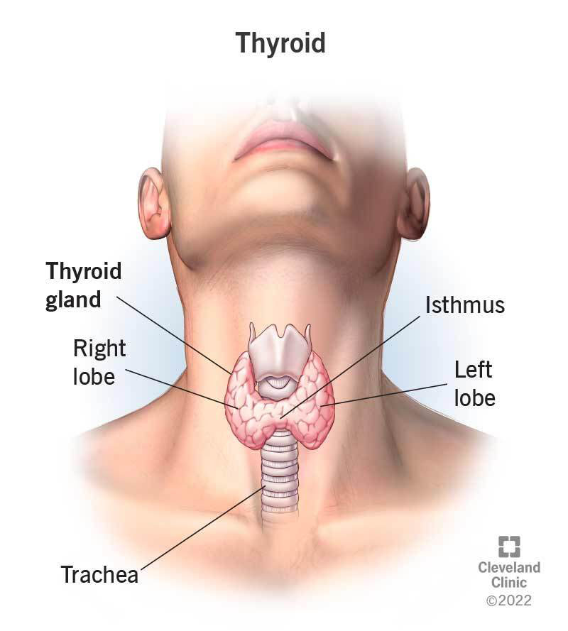Top 10 Effective Home Remedies for Thyroid Health