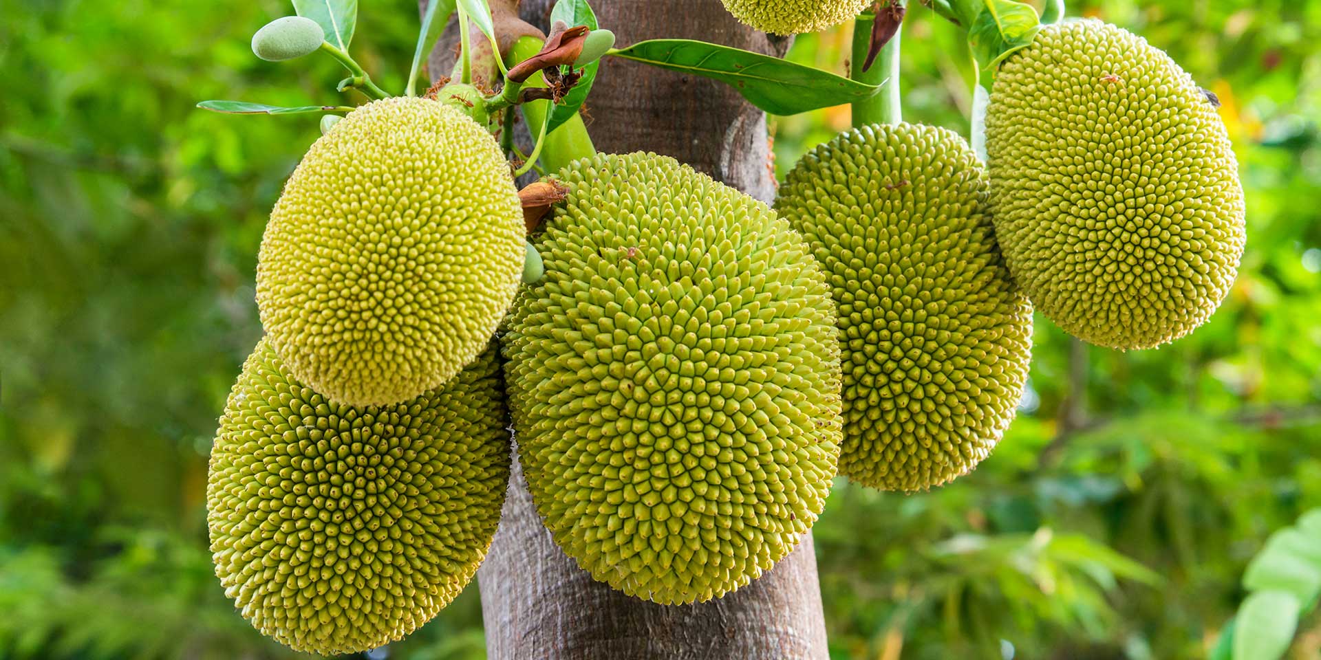 Boost Immunity, Drop Cholesterol: Your guide to Jackfruit's top benefits