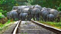 7 Elephants Killed, Rajdhani Express Derails in Tragic Collision in Assam
