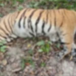 Tigress Found Dead in Kaziranga’s Bagori Range