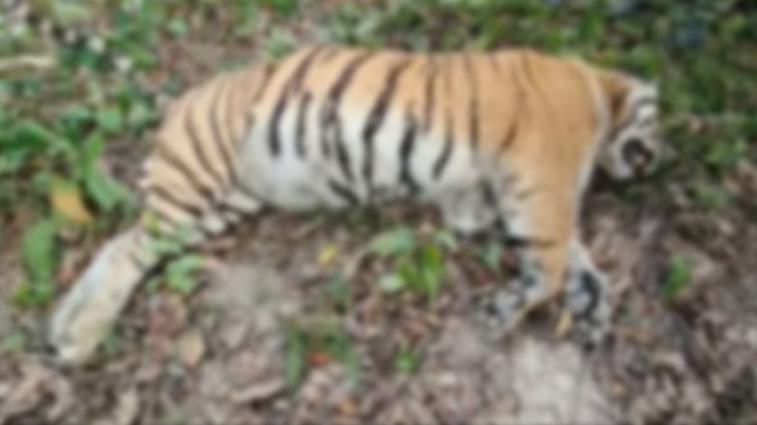 Tigress Found Dead in Kaziranga’s Bagori Range
