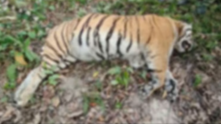 Tigress Found Dead in Kaziranga’s Bagori Range