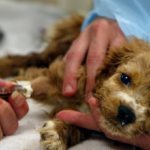 Protecting Your Puppy: Understanding the Seasonal Surge of Canine Parvovirus