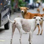 No Fear in Public Spaces: SC Refuses to Amend Order on Removing Stray Dogs, Sets Strict Deadlines