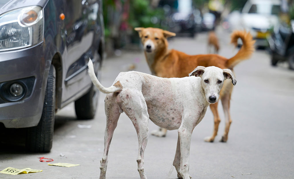 No Fear in Public Spaces: SC Refuses to Amend Order on Removing Stray Dogs, Sets Strict Deadlines